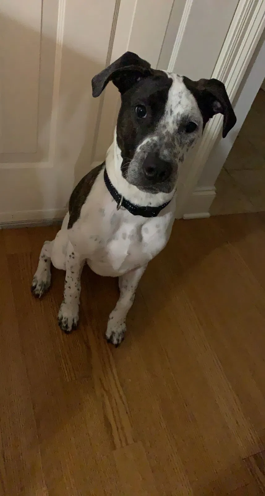 Lost dog in Destrehan, LA, 70047