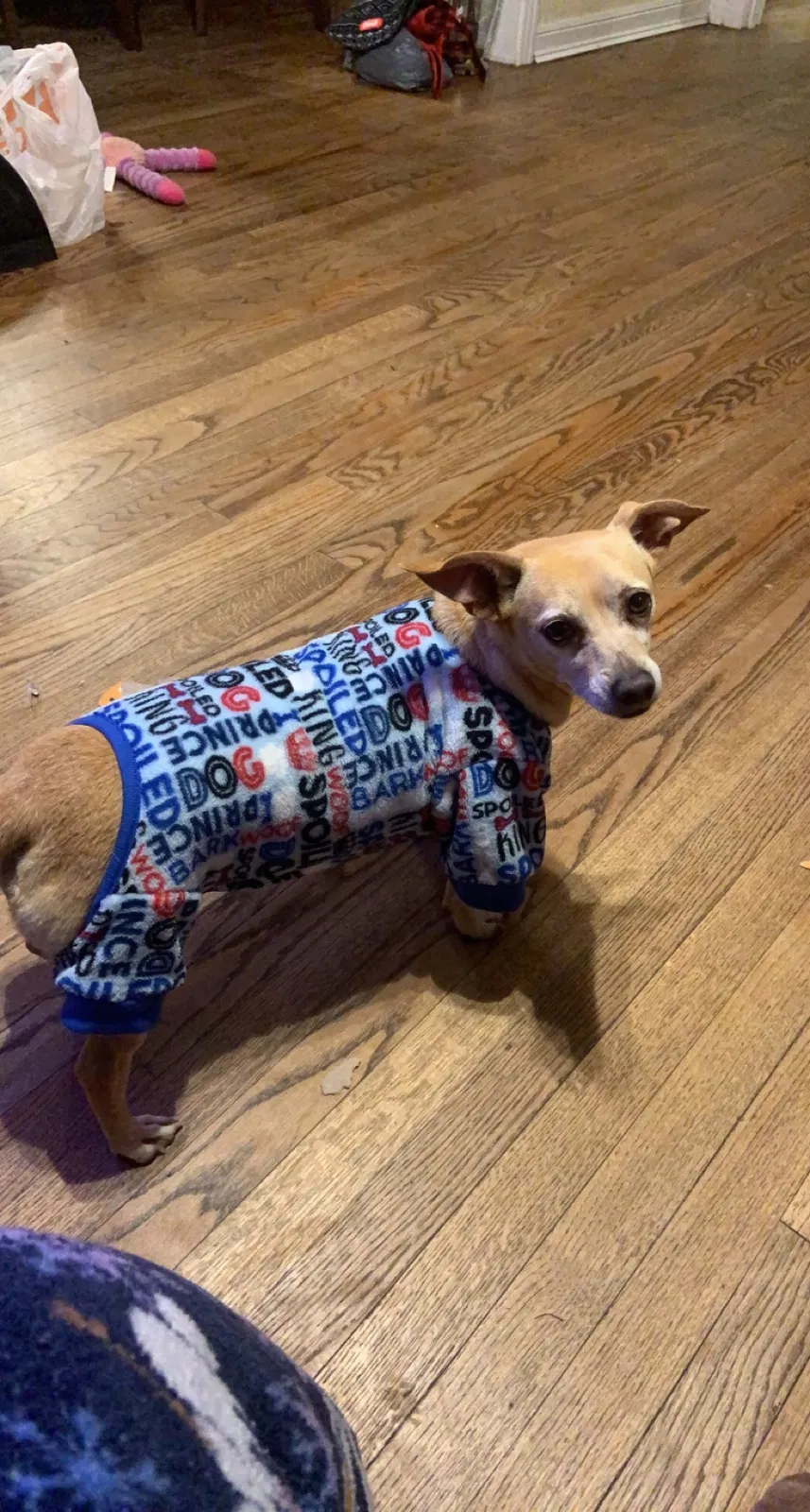 Lost dog in Pasadena, TX, 77502
