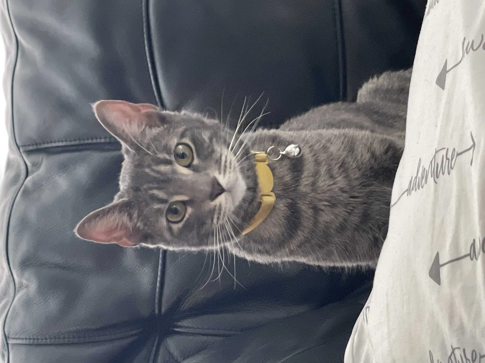 Lost cat in Gilbert, AZ, 85295