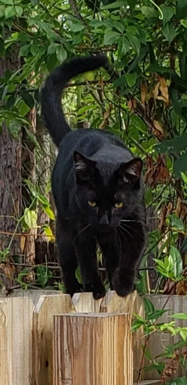 Lost cat in Jacksonville, FL, 32257