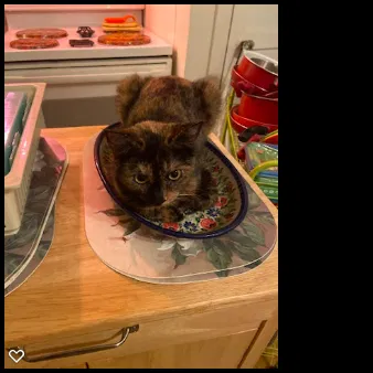 Lost cat in Dallas, TX, 75211