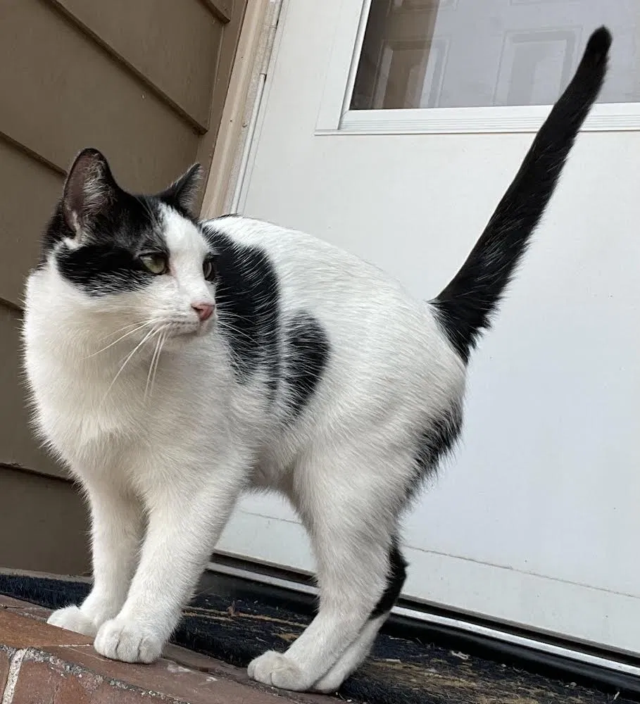 Lost cat in Las Vegas, NV, 89122