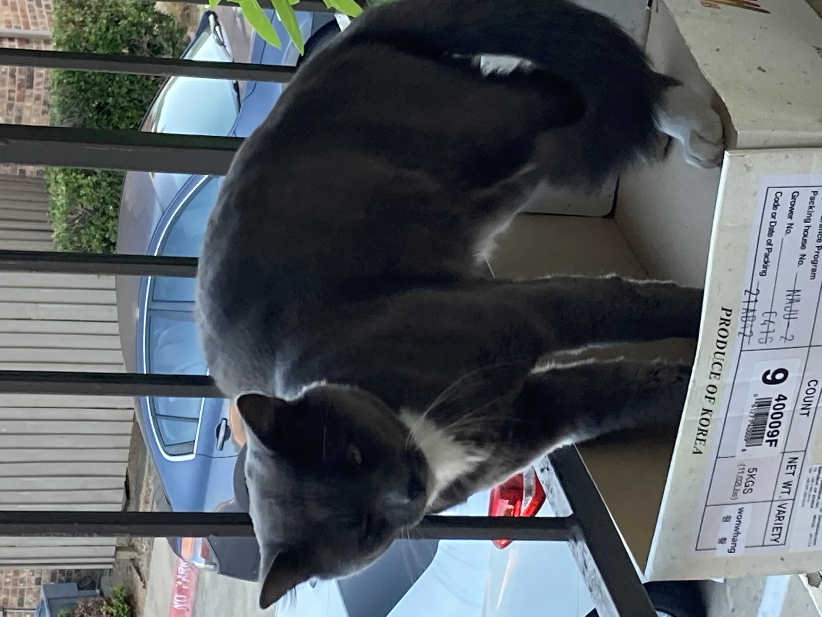 Lost cat in Lewisville, TX, 75067