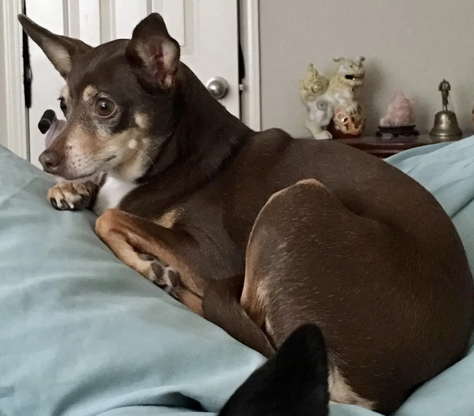 Lost dog in Cornelius, OR, 97113