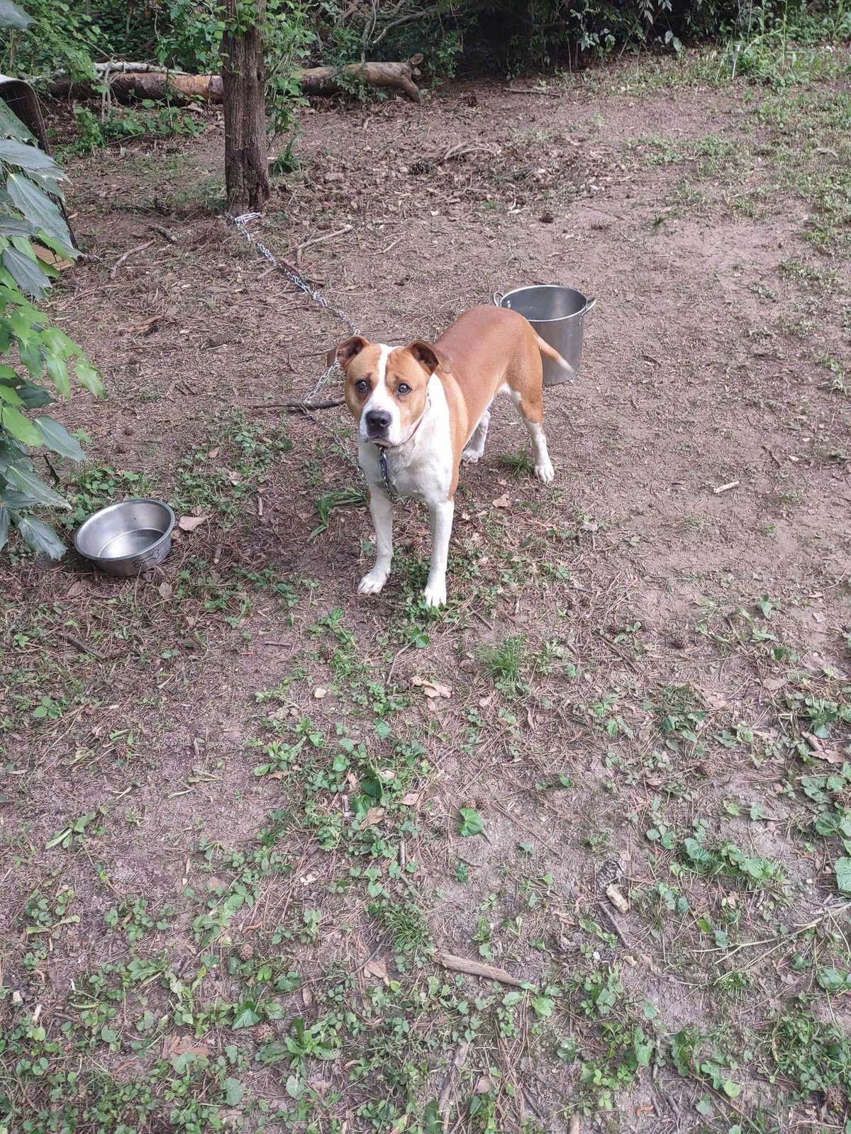 Lost dog in Atlanta, GA, 30318