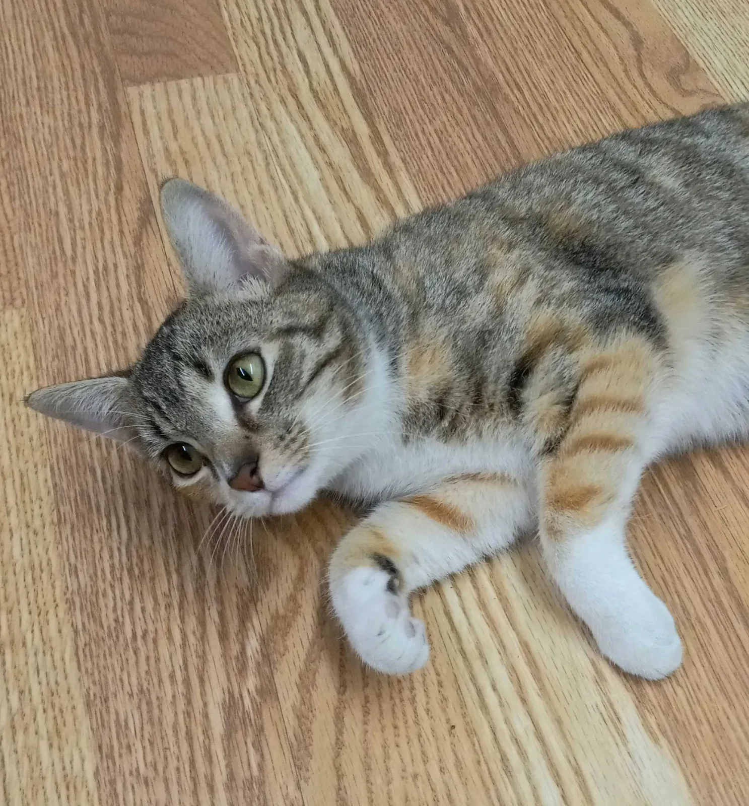 Found cat in Supply, NC, 28462