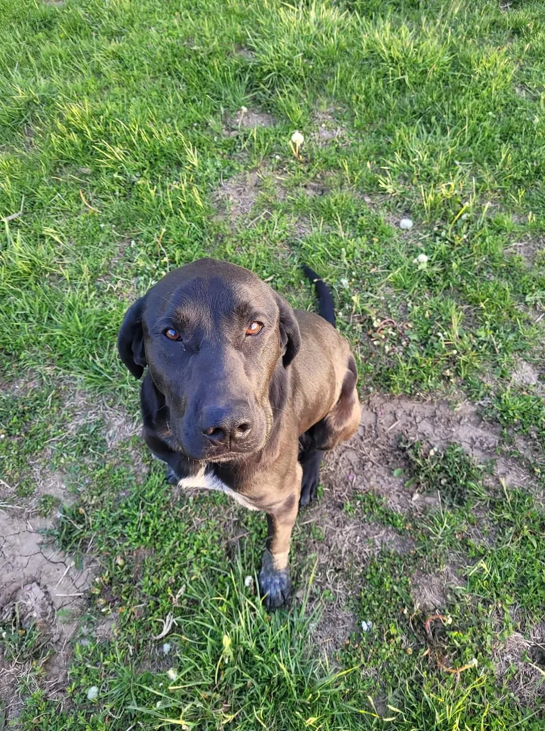 Lost dog in Leavenworth, KS, 66048