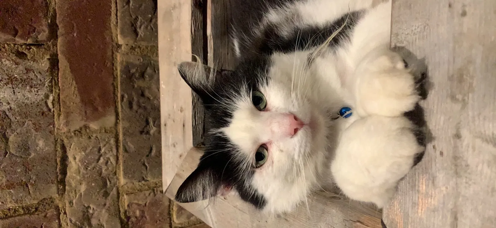 Lost cat in Brandon, MS, 39042