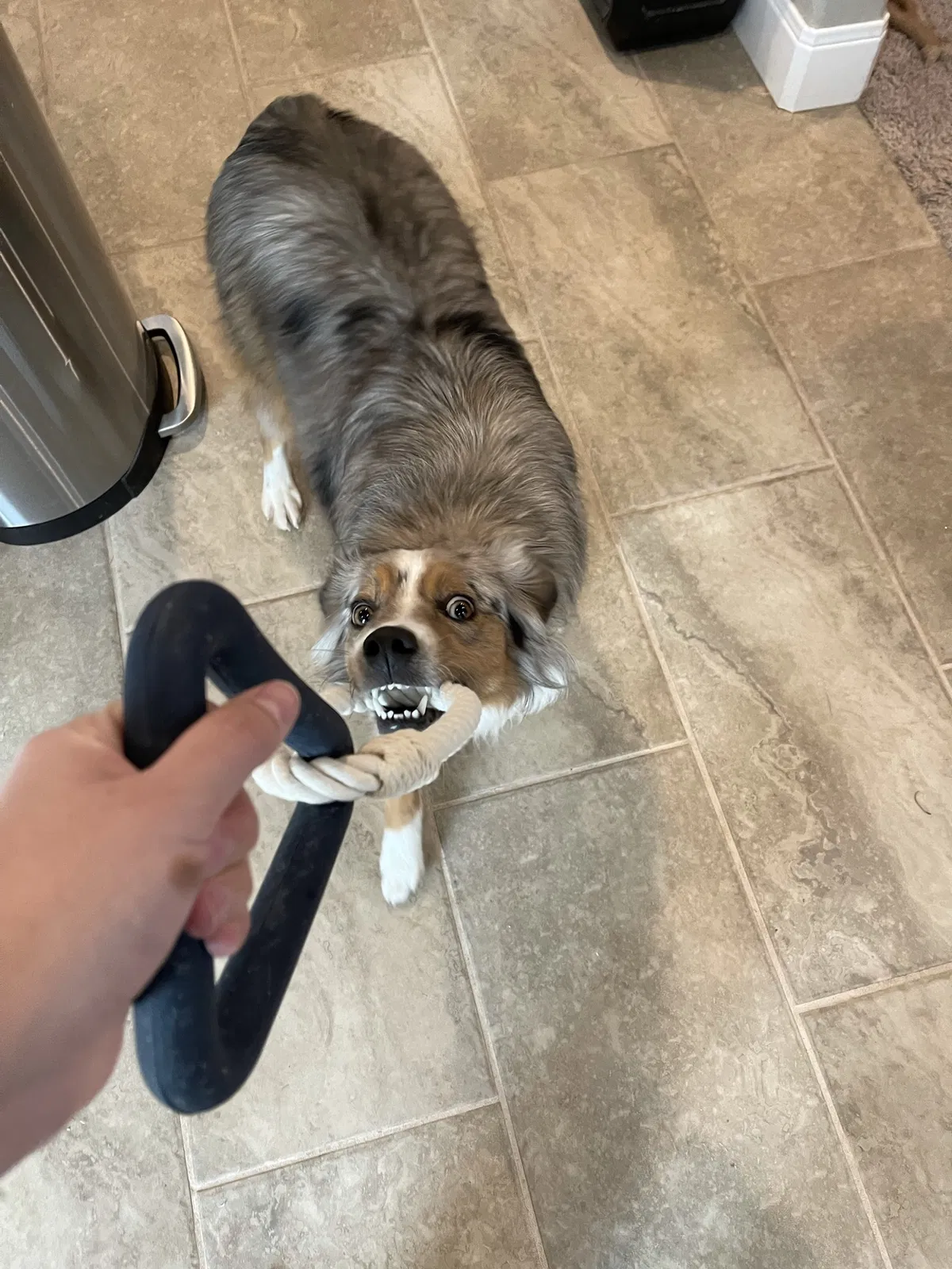 Lost dog in Amarillo, TX, 79118