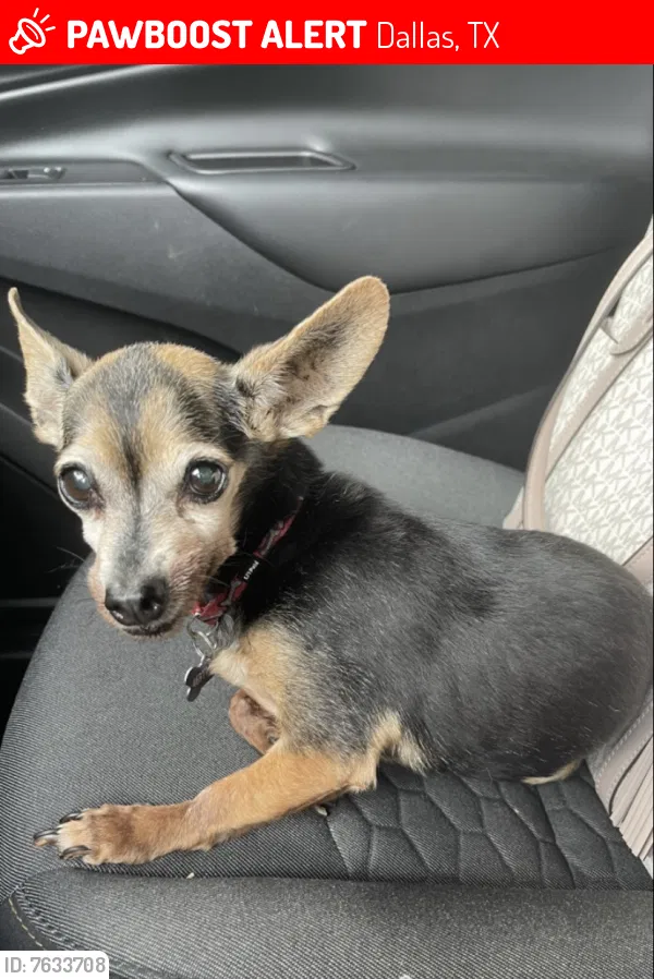 Lost dog in Dallas, TX, 75228