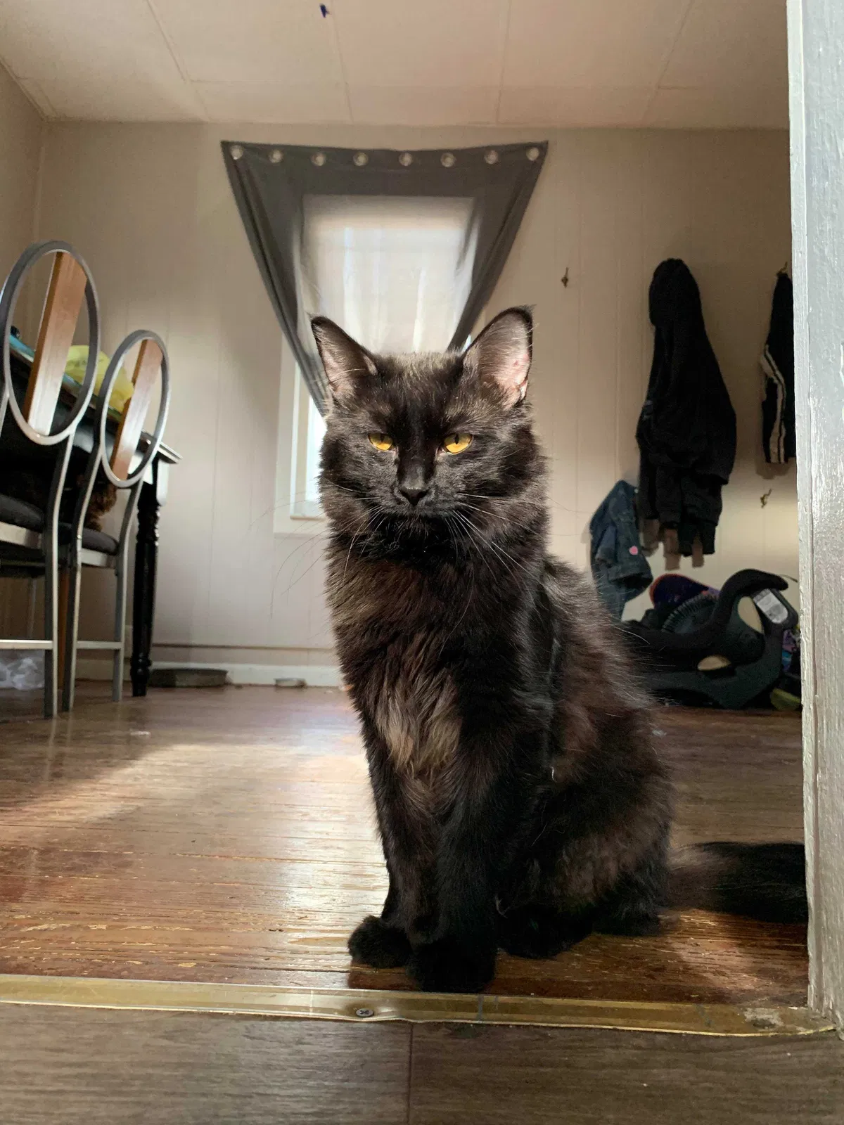 Lost cat in Lansing, MI, 48906