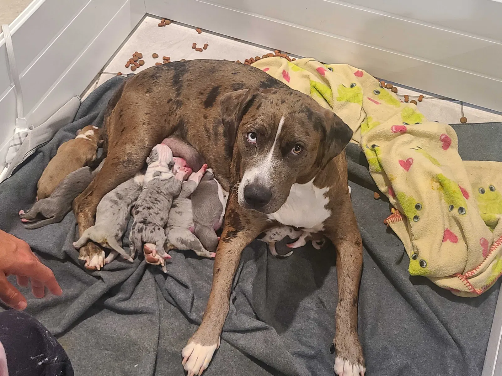 Lost dog in Fort Worth, TX, 76106