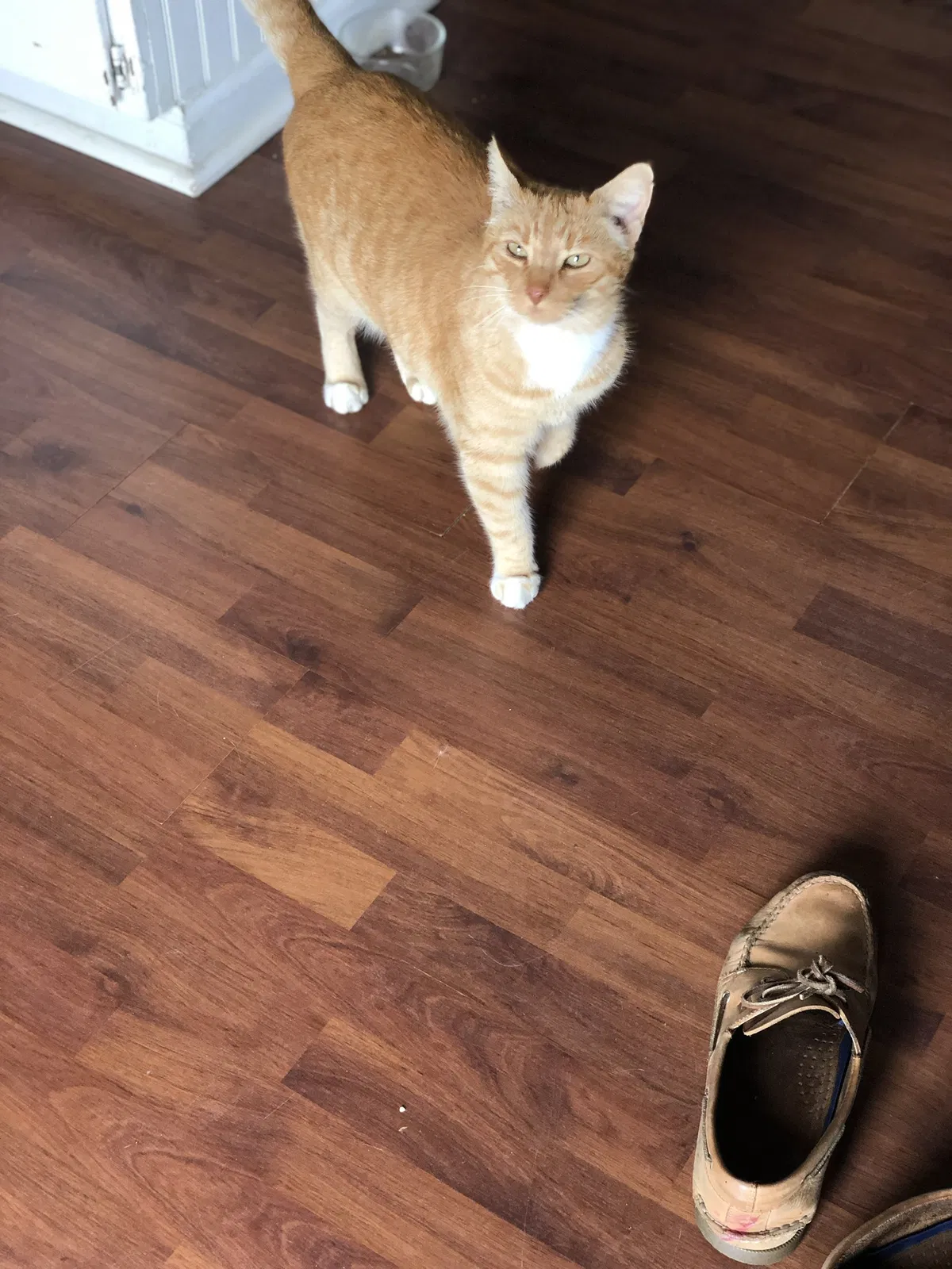 Lost cat in Charlotte, NC, 28214