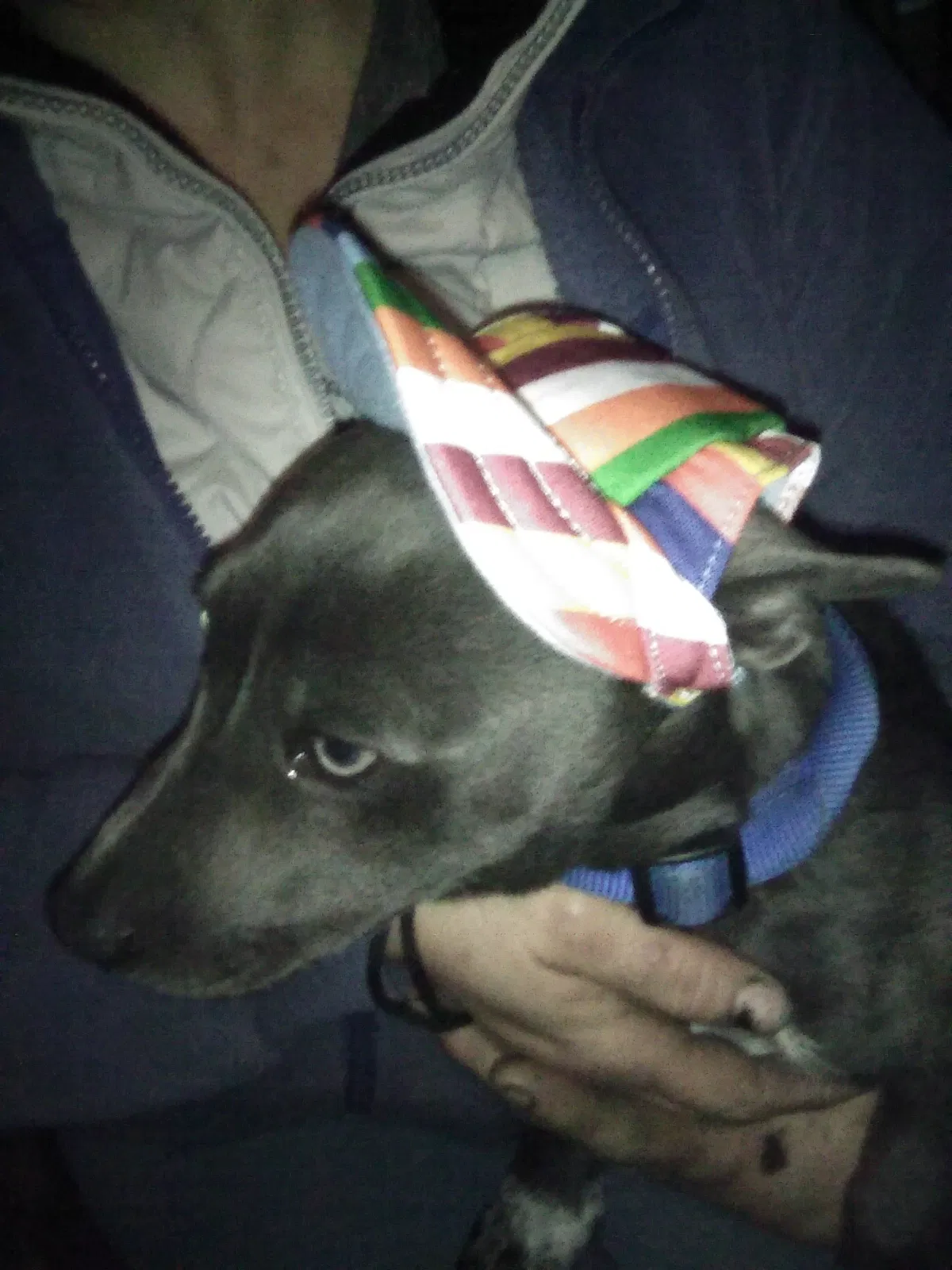 Lost dog in Kansas City, MO, 64127