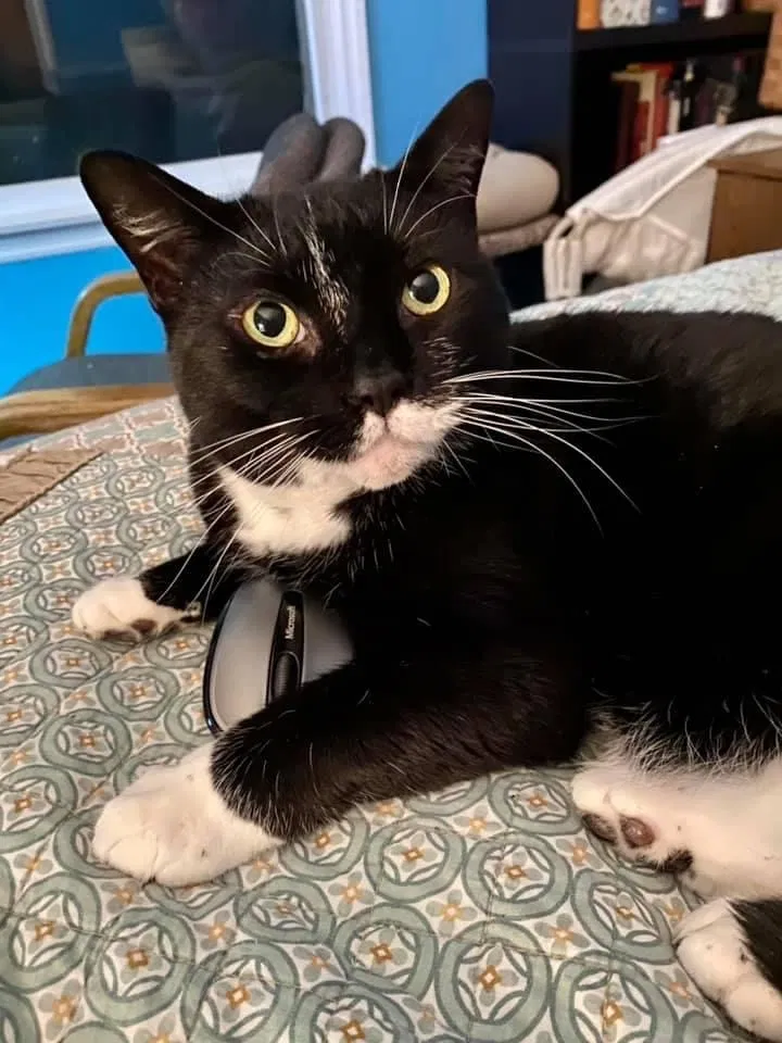 Lost cat in Hillsborough, NJ, 8844