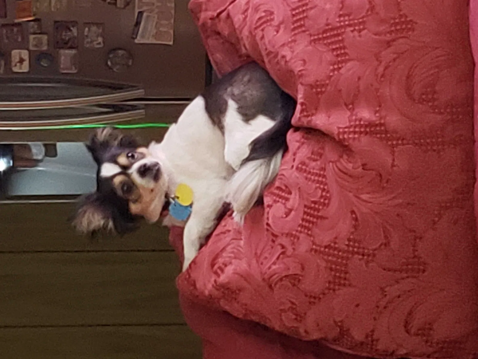 Lost dog in San Antonio, TX, 78229