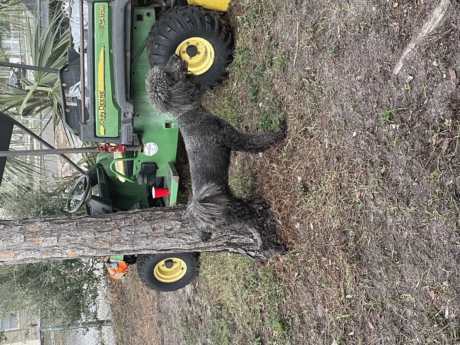 Lost dog in Tampa, FL, 33610