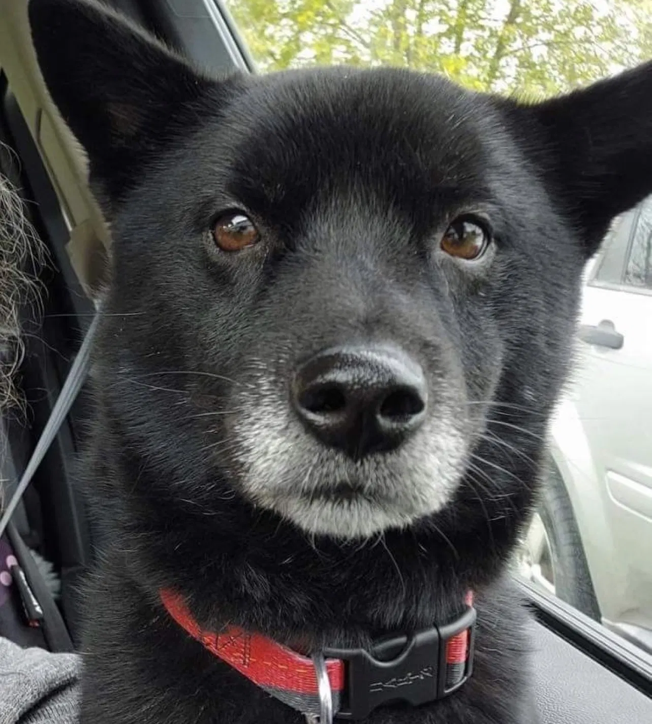 Lost dog in Cuyahoga Falls, OH, 44221