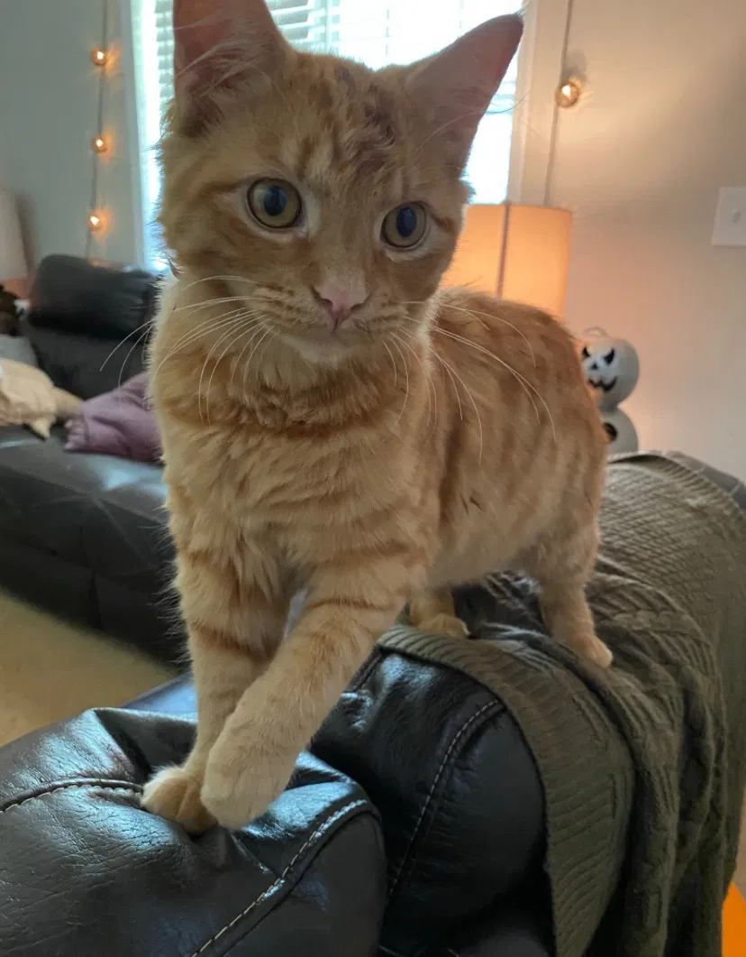 Lost cat in Anderson, SC, 29624
