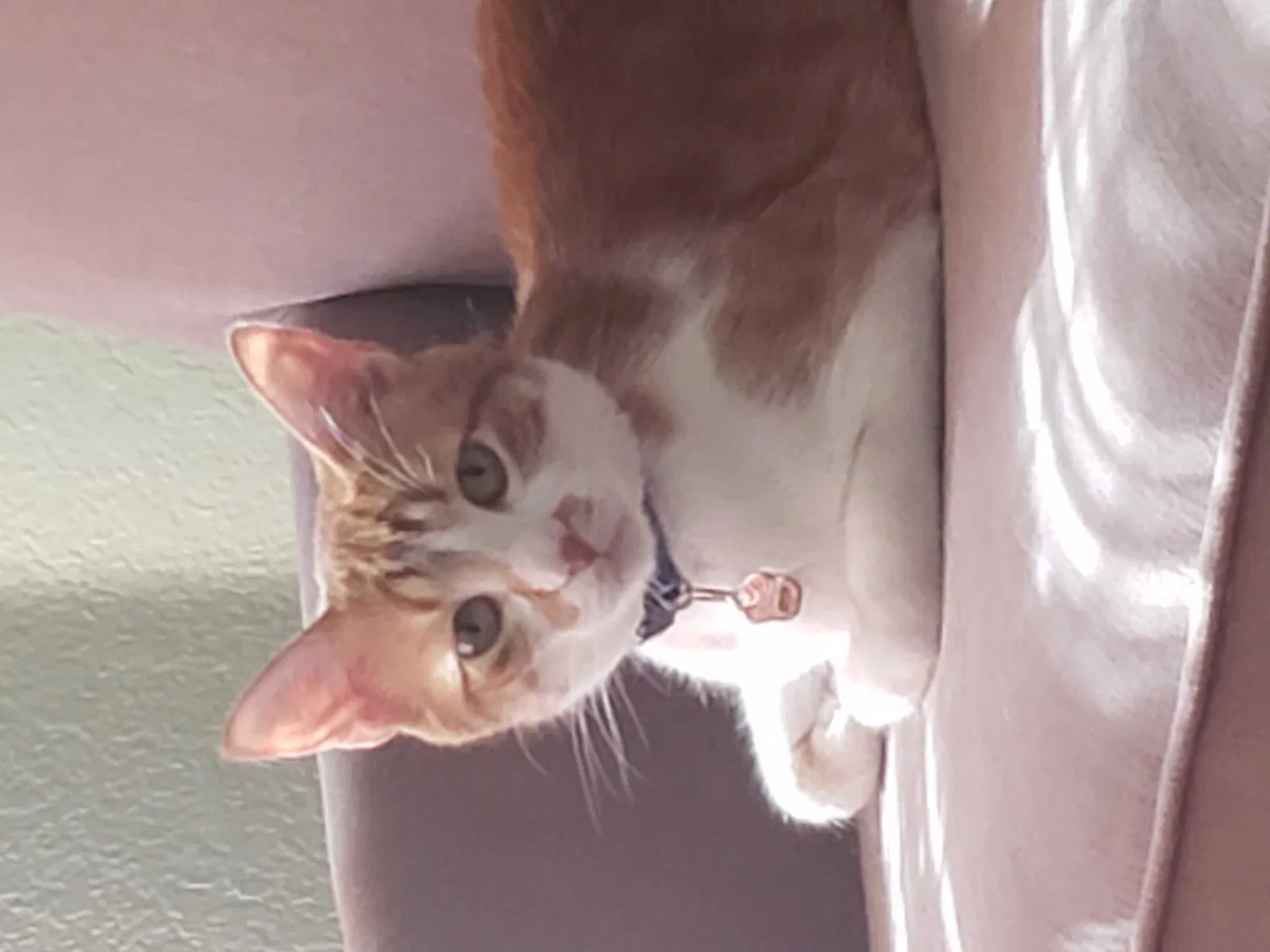 Lost cat in Garland, TX, 75040