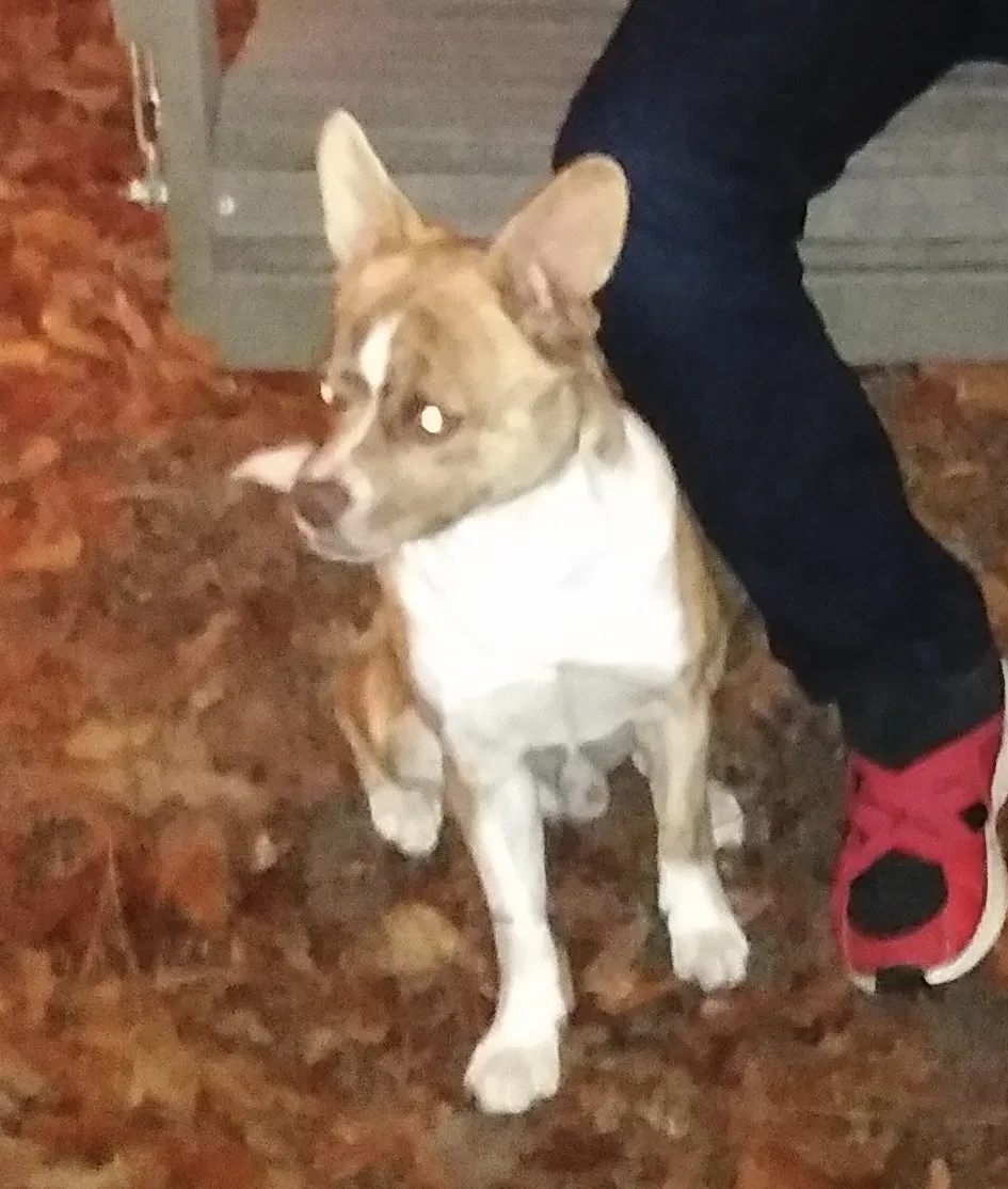 Lost dog in Gilbert, SC, 29054