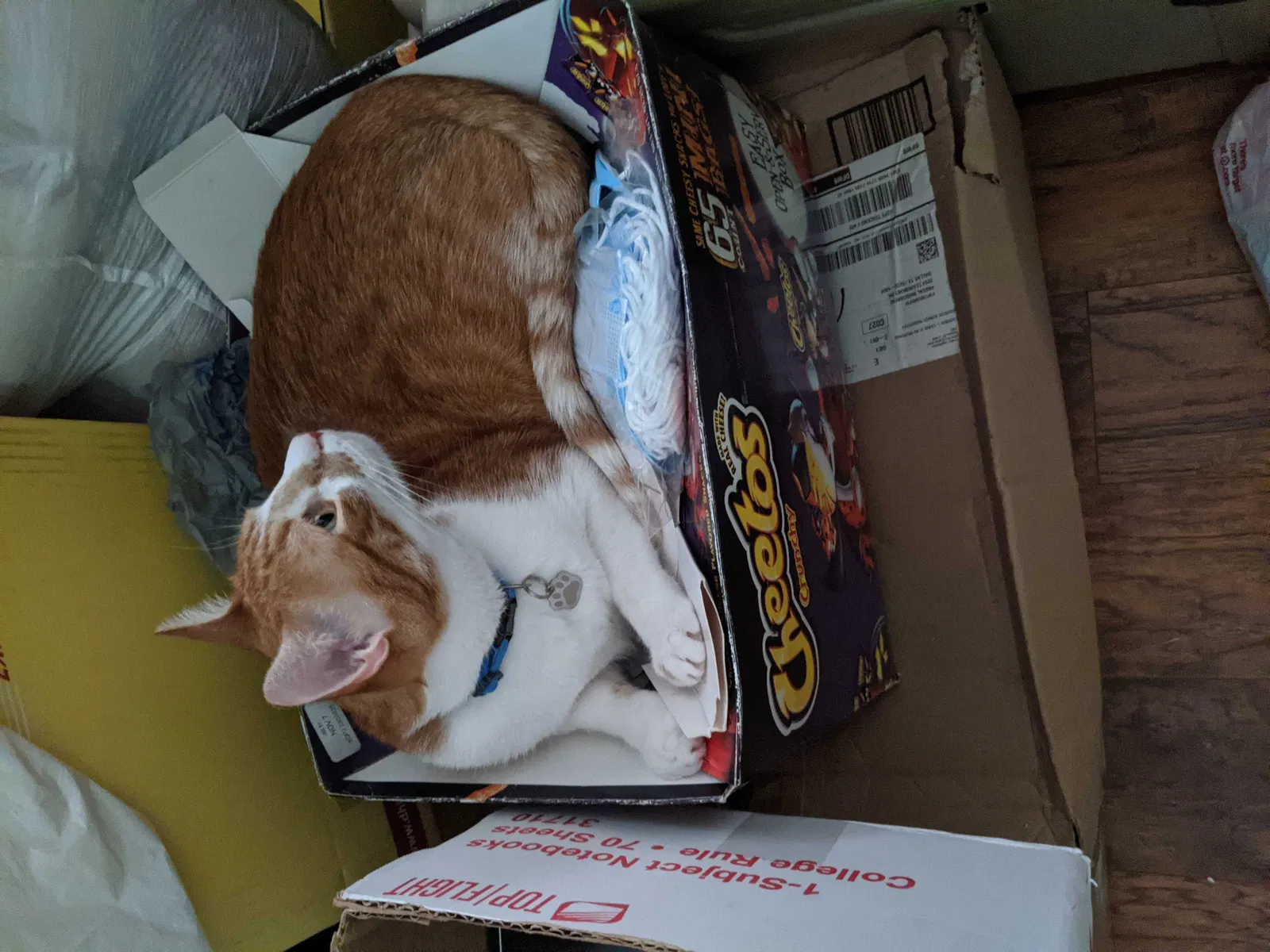 Lost cat in Garland, TX, 75040