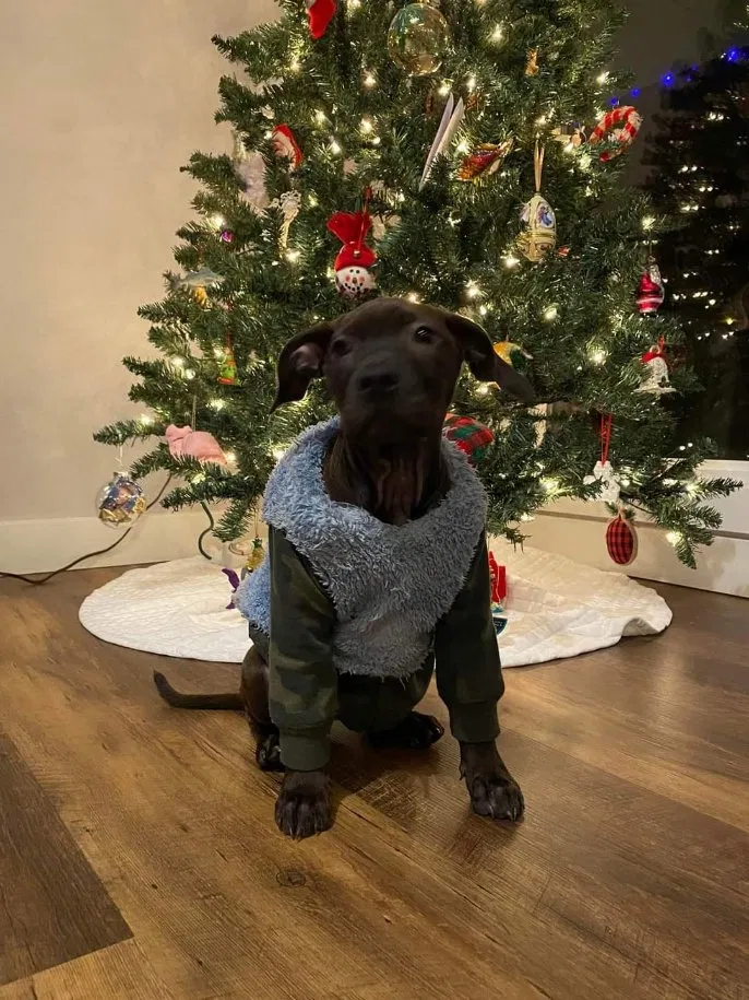 Lost dog in San Francisco, CA, 94102