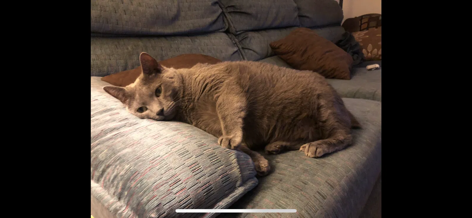 Lost cat in West Columbia, SC, 29169