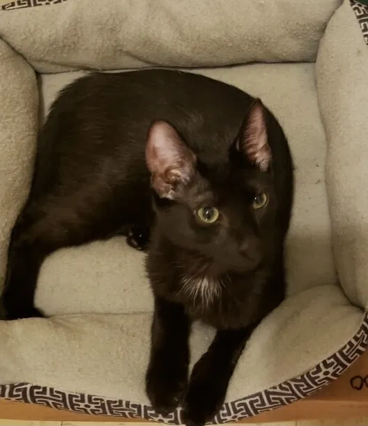 Lost cat in Baltimore, MD, 21213