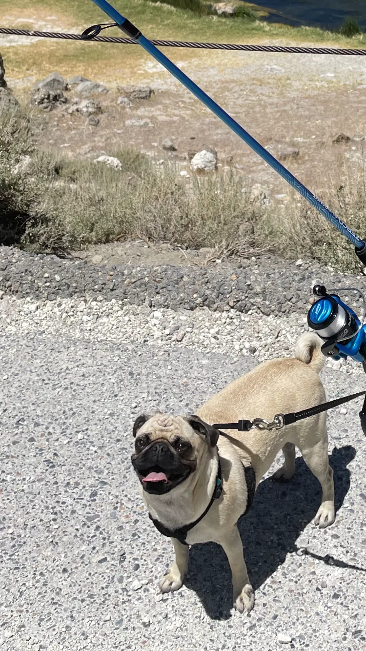 Lost dog in Covina, CA, 91724