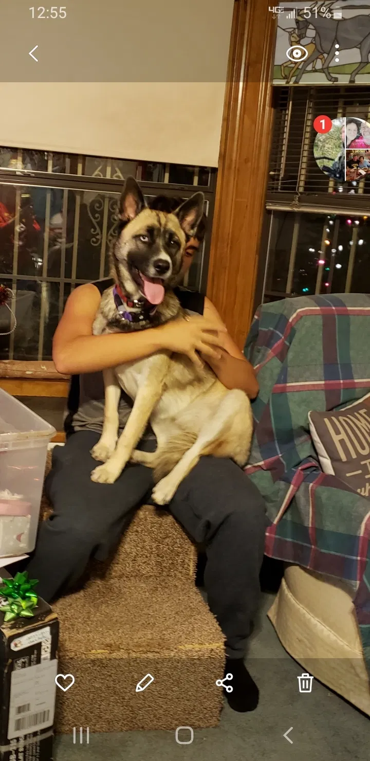 Lost dog in Las Vegas, NV, 89110