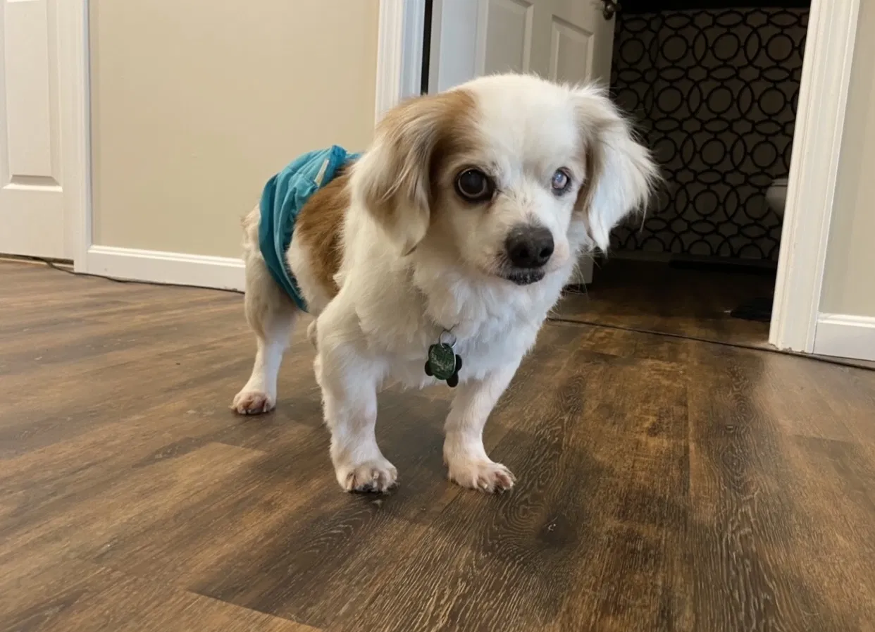 Lost dog in Columbus, OH, 43232