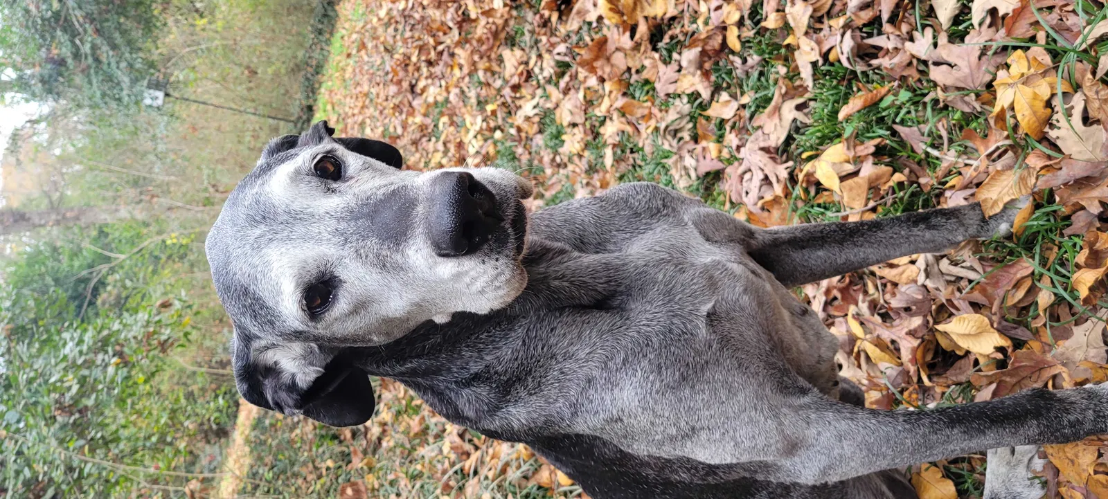 Lost dog in Bessemer, AL, 35023