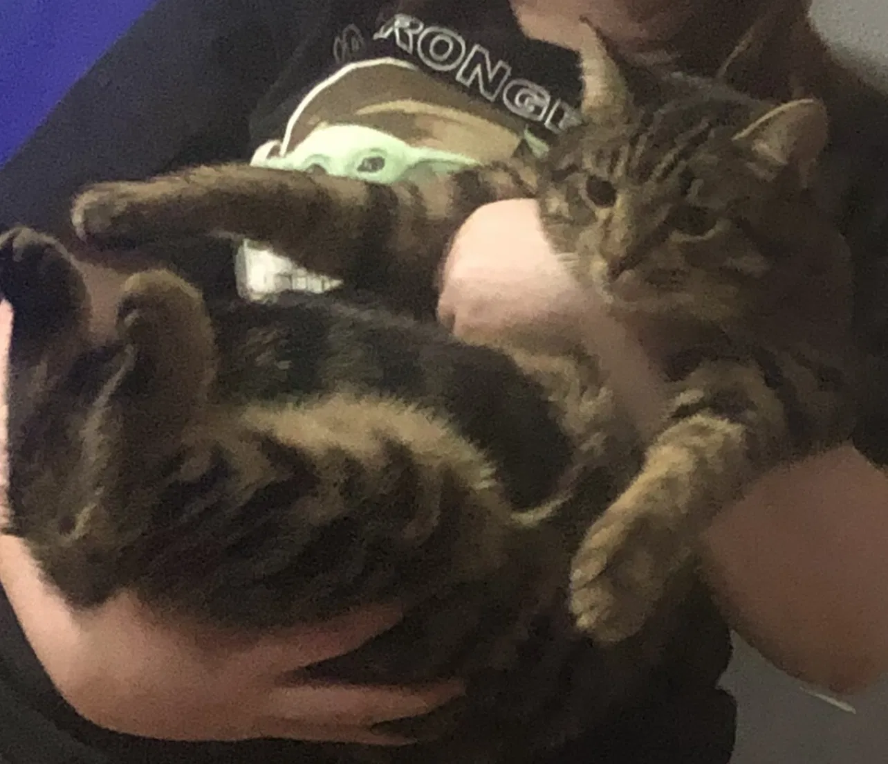 Lost cat in Indianapolis, IN, 46227