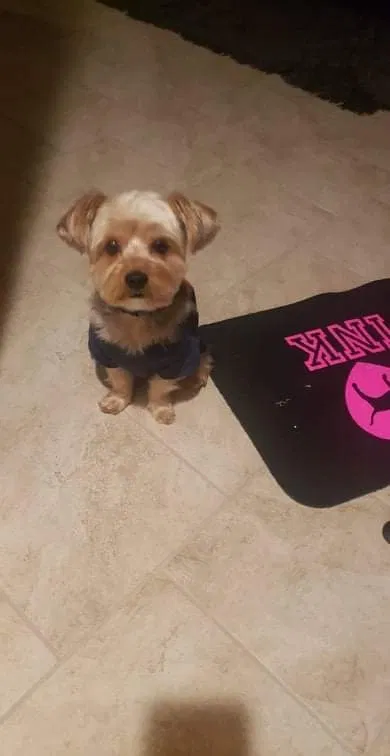 Lost dog in Spring, TX, 77373