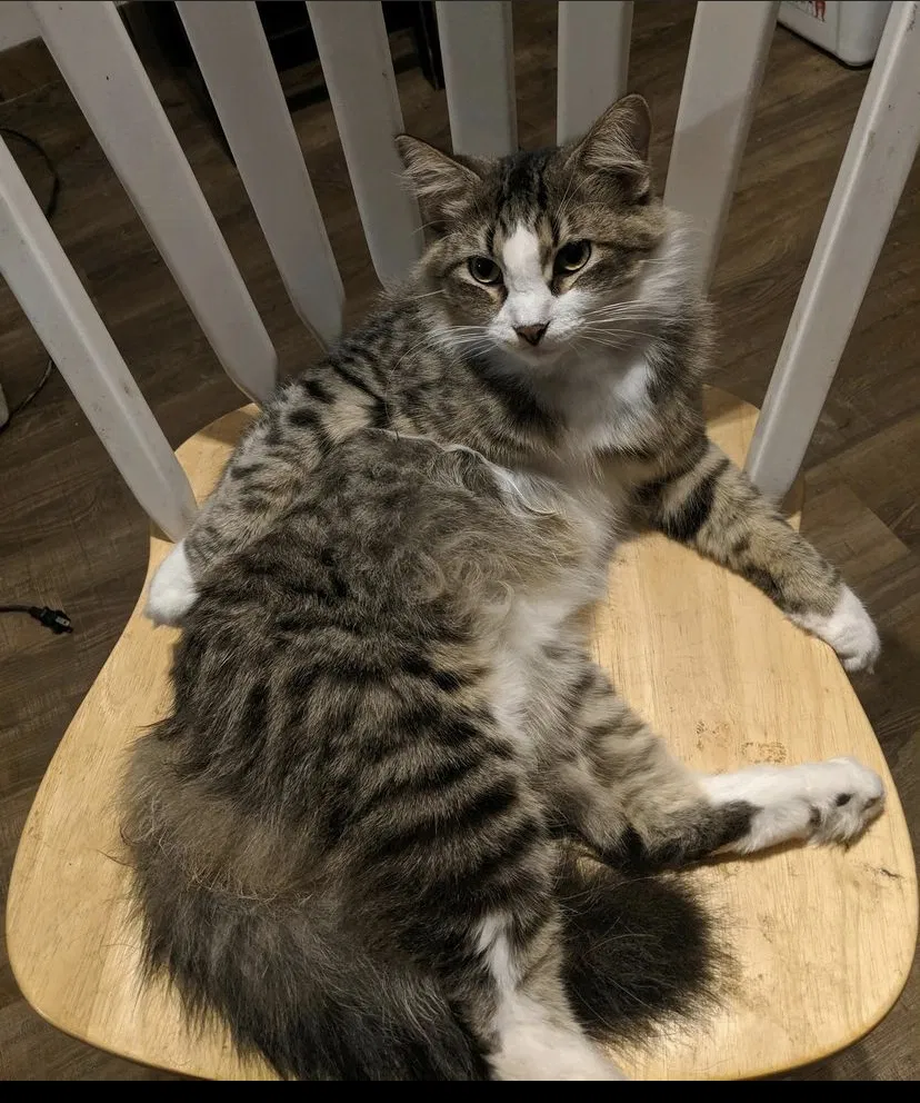 Lost cat in Bakersfield, CA, 93304