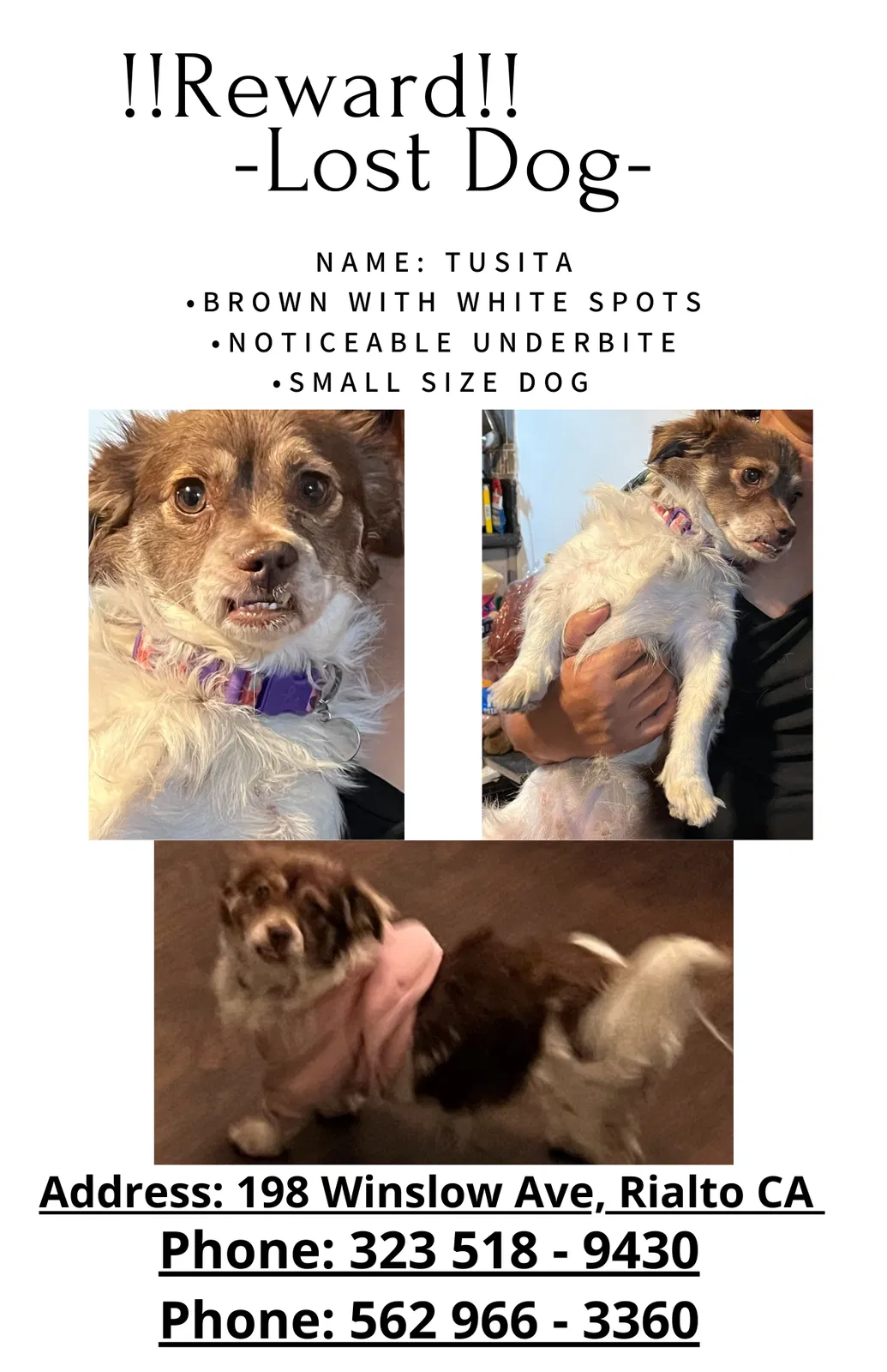 Lost dog in Rialto, CA, 92377