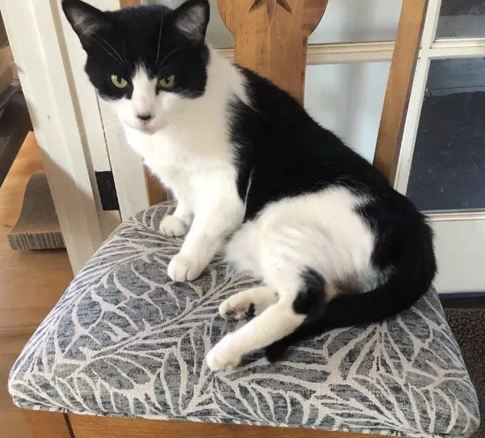 Lost cat in Encinitas, CA, 92024