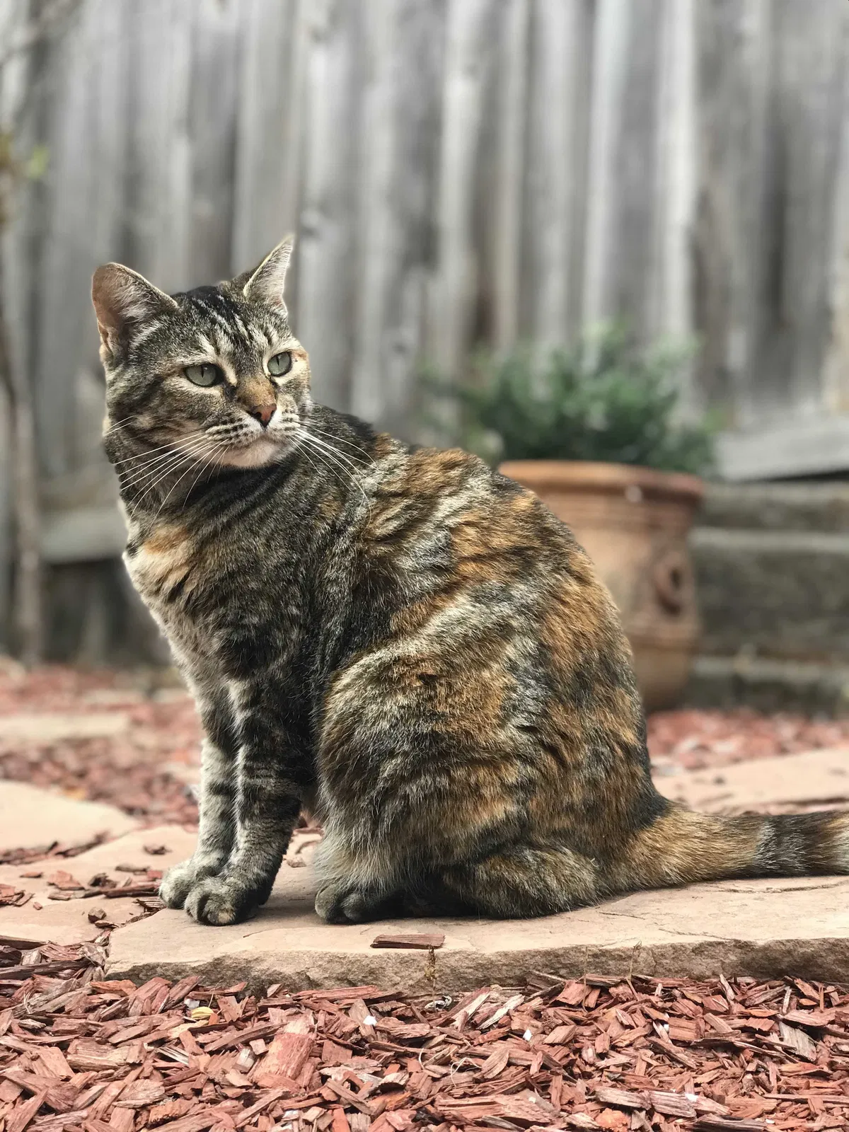 Lost cat in Capitola, CA, 95010