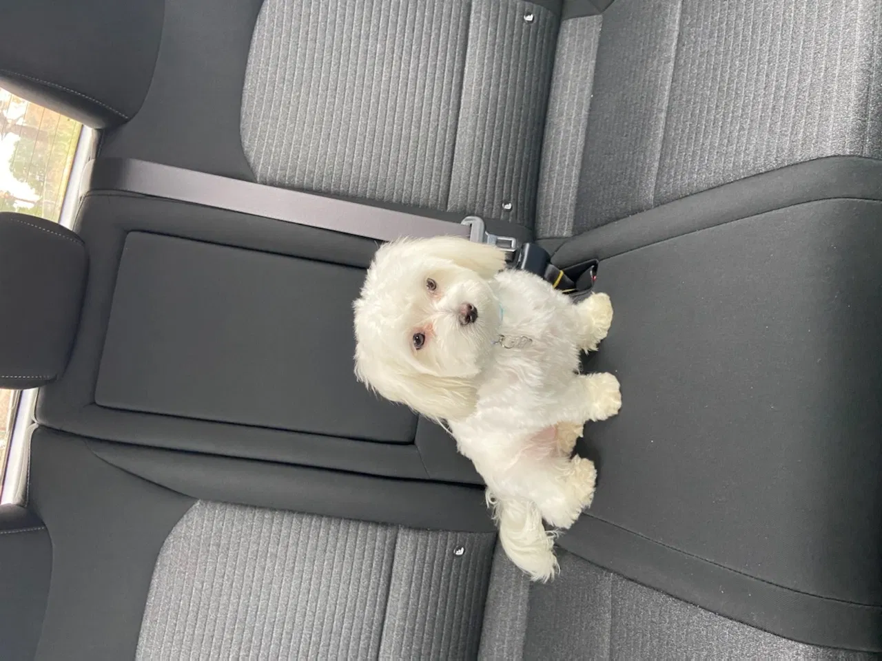 Lost dog in Ridgeland, SC, 29936
