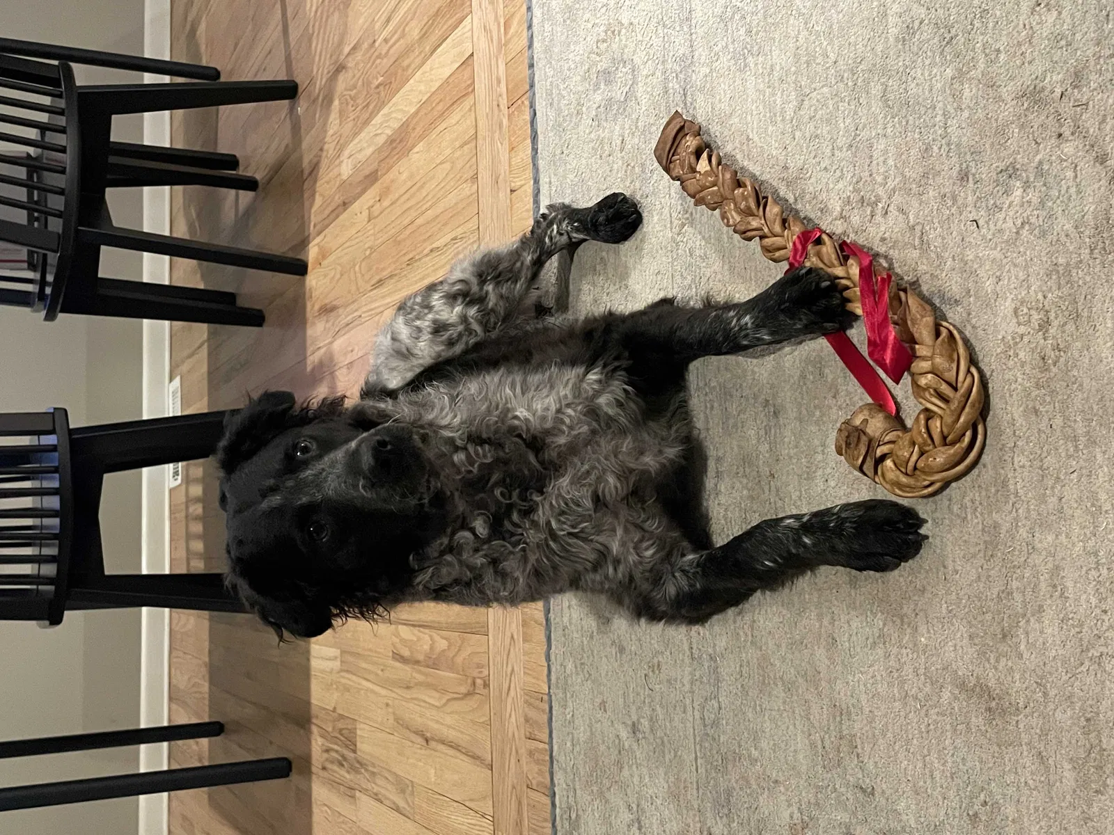 Lost dog in Englewood, CO, 80111
