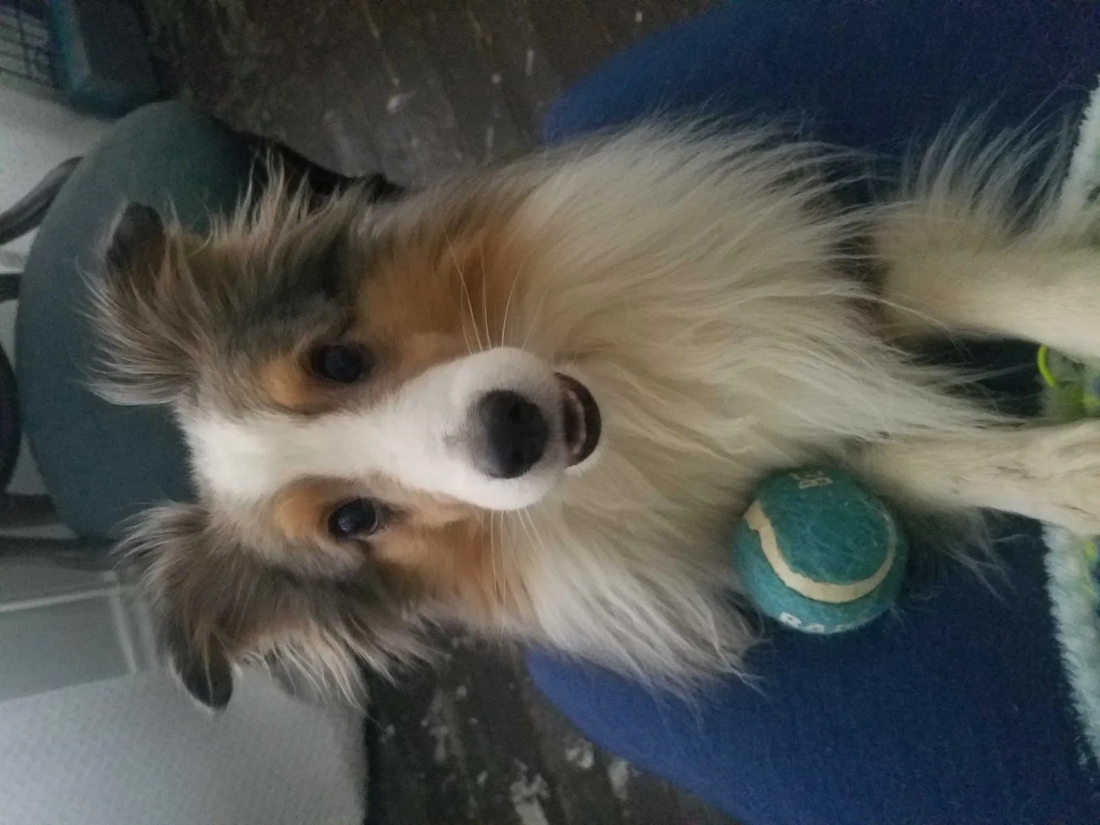 Lost dog in Cincinnati, OH, 45205