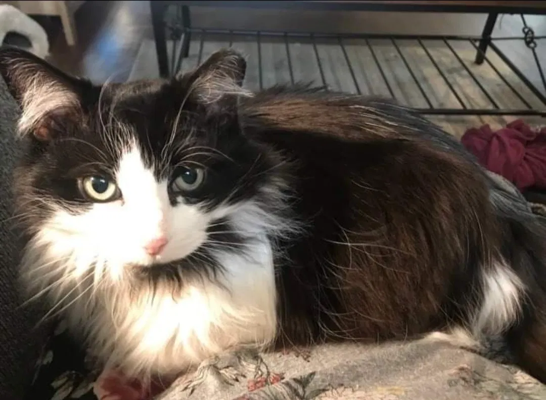 Lost cat in Detroit, MI, 48201