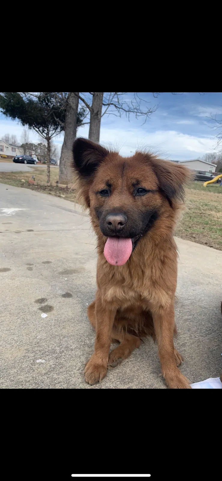 Lost dog in Salisbury, NC, 28147