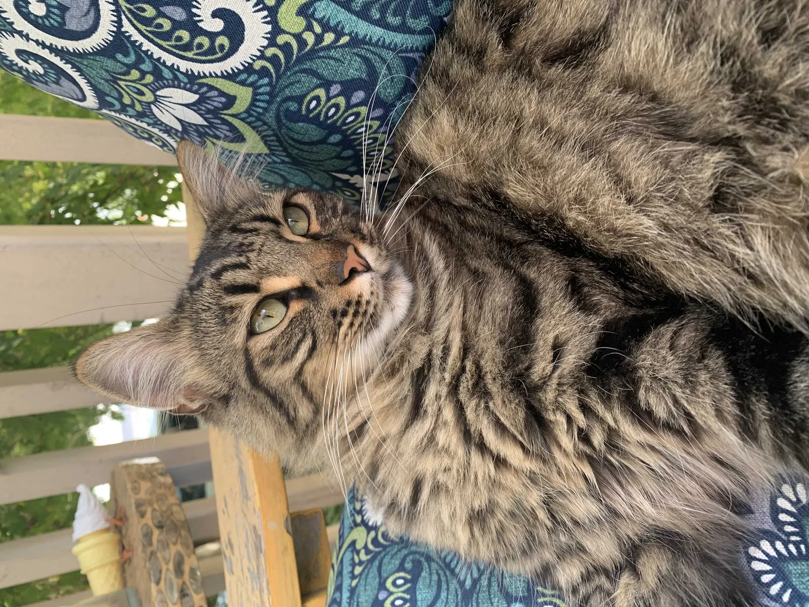 Lost cat in Capitola, CA, 95010
