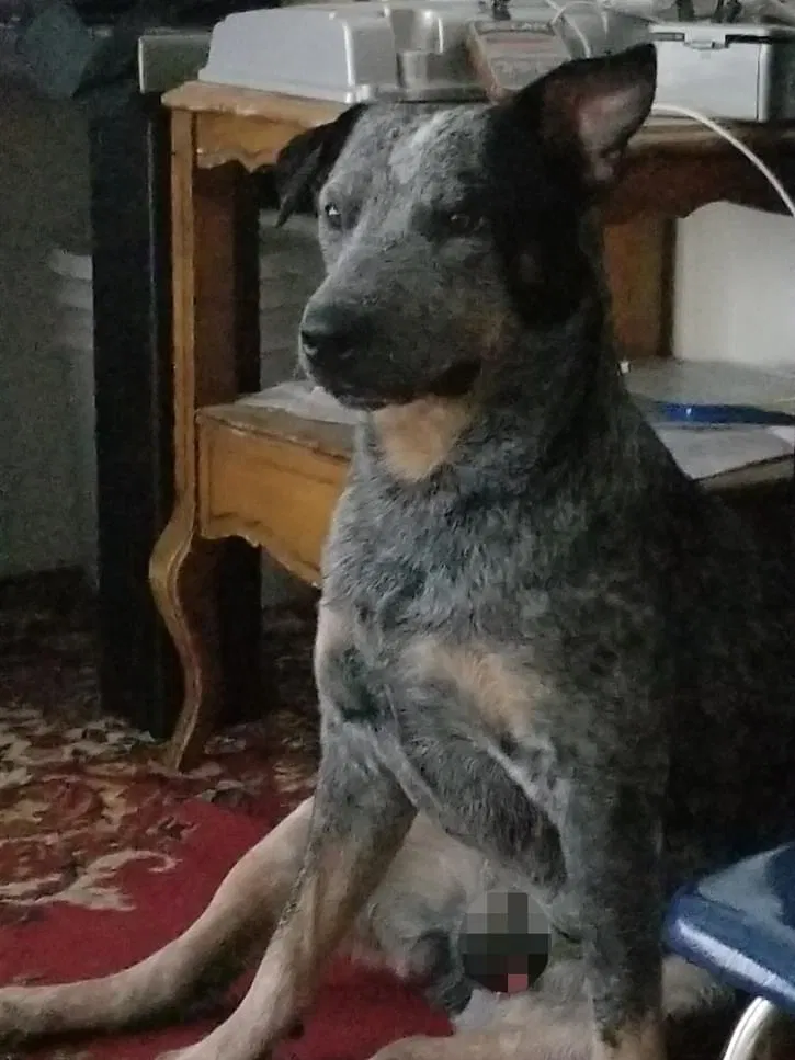 Lost dog in Commerce City, CO, 80022