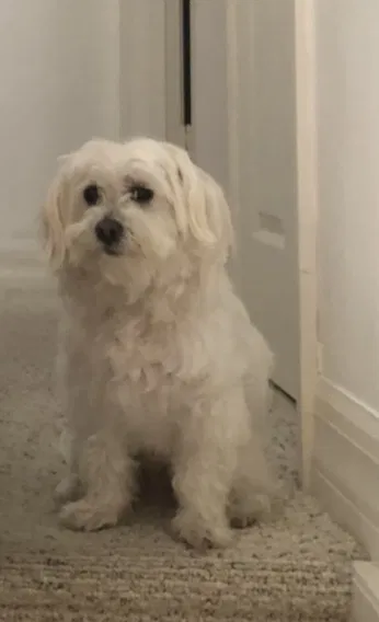 Lost dog in Naples, FL, 34119