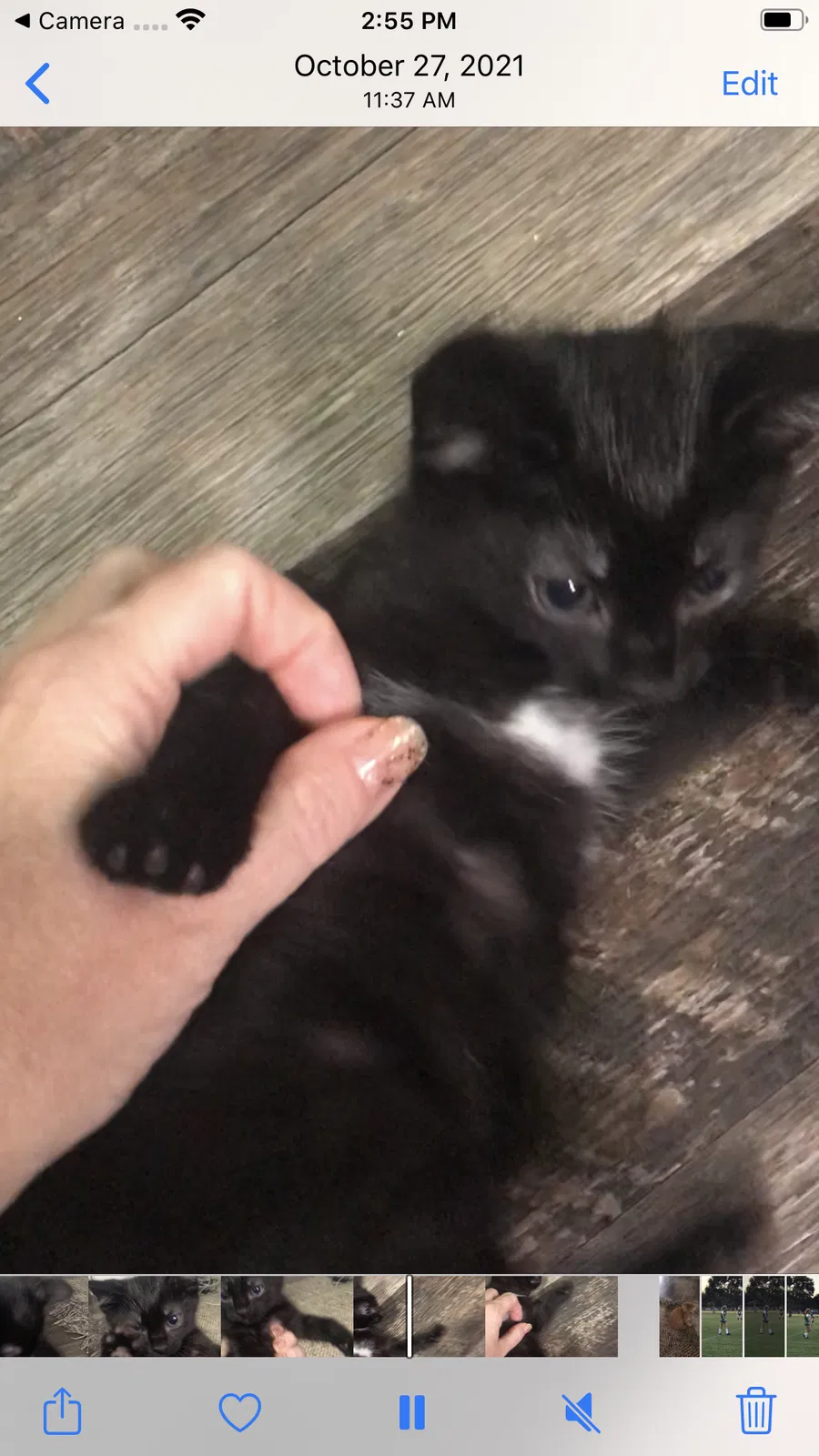 Lost cat in New Caney, TX, 77357