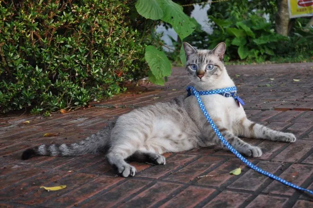 Lost cat in Brooksville, FL, 34613