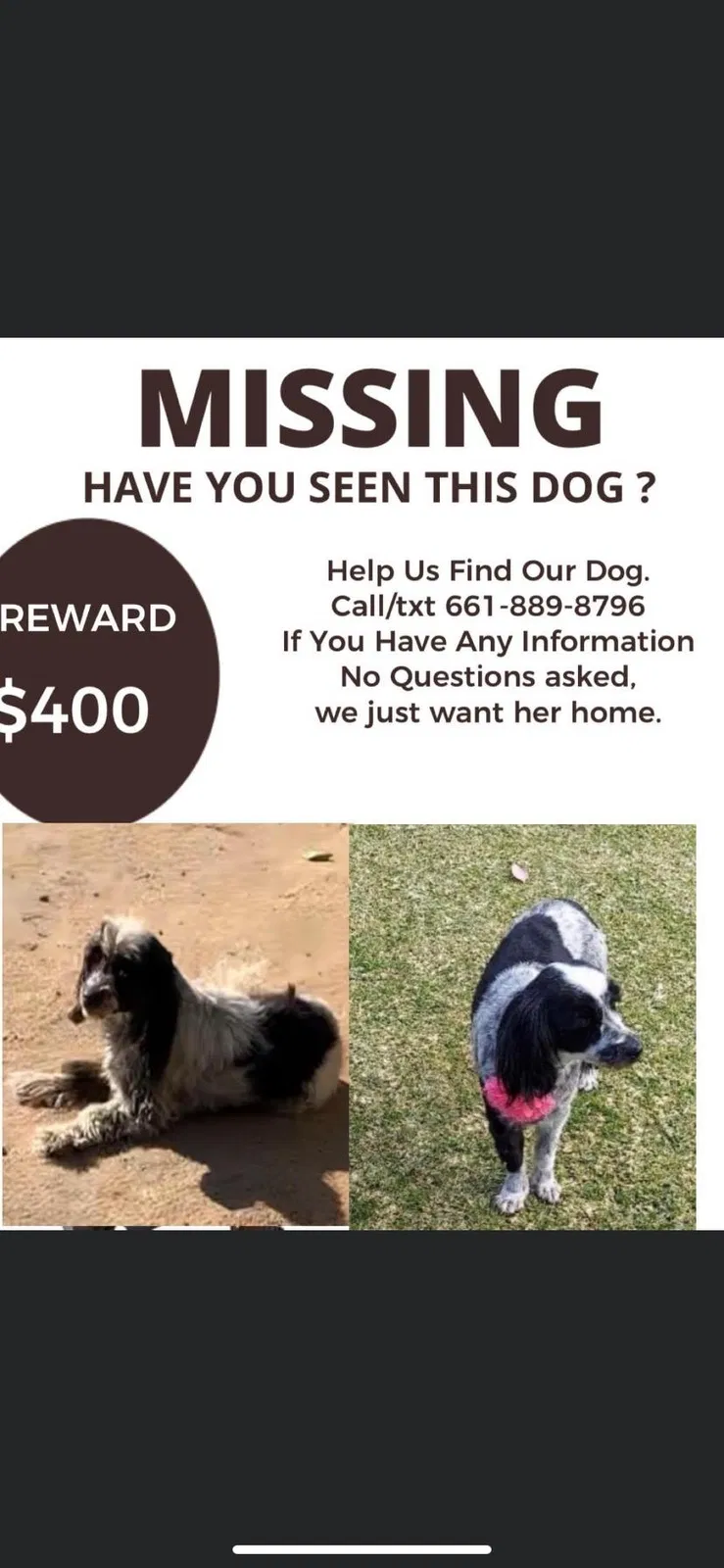 Lost dog in Arvin, CA, 93203